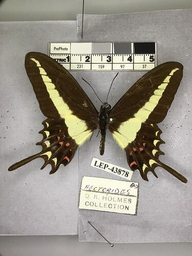 Pinned butterfly specimen beside label.