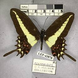 Pinned butterfly specimen beside label.