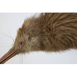 <em>Apteryx australis lawryi</em>, Southern Brown Kiwi. [60762]