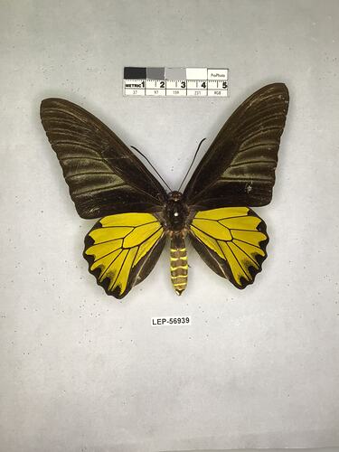 Pinned butterfly specimen beside label.