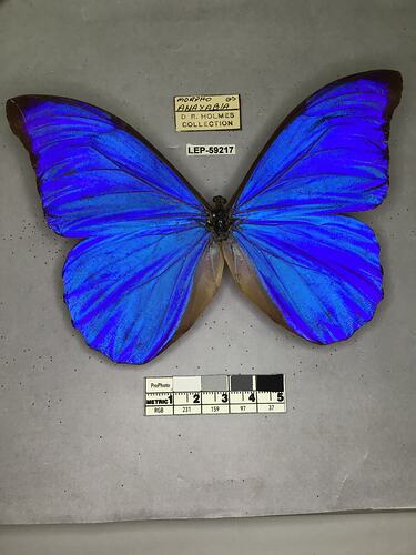 Pinned butterfly specimen beside label.