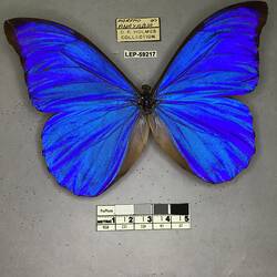 Pinned butterfly specimen beside label.
