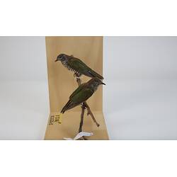 <em>Chalcites lucidus</em>, Shining Bronze-Cuckoo. [B 7204, B 21263]