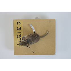 <em>Sminthopsis crassicaudata</em>, Fat-tailed Dunnart. [C 31374]