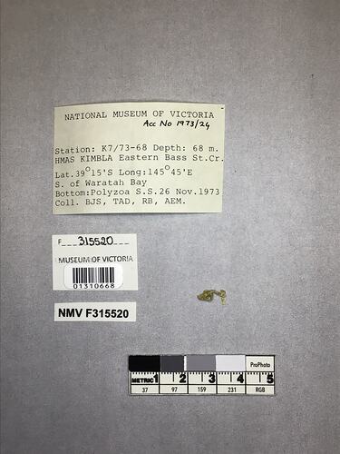 Dry stony coral specimen beside labels.