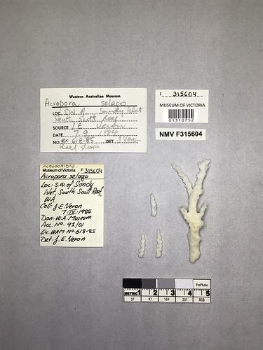 Dry stony coral specimen beside labels.