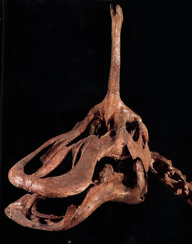 <em>Tsintaosaurus spinorhinus</em>, hadrosaur dinosaur, cast. [P 206976]