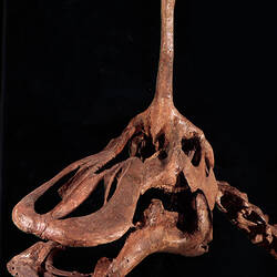 <em>Tsintaosaurus spinorhinus</em>, hadrosaur dinosaur, cast. [P 206976]