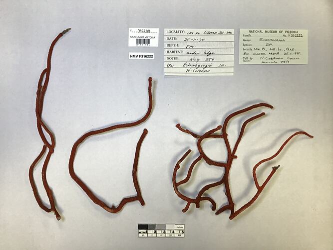 Dry soft coral specimen beside labels.