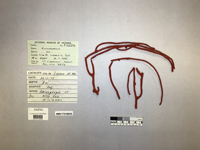Dry soft coral specimen beside labels.