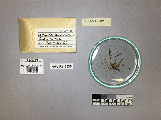 Hydrozoan specimen with labels.