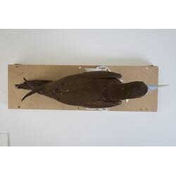 <em>Sula leucogaster plotus</em>, Brown Booby. [B 20950]