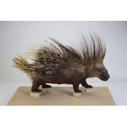 <em>Hystrix cristata</em>, Crested Porcupine. [C 30179]
