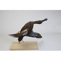 <em>Spatula rhynchotis</em>, Australasian Shoveler. [R 11526]
