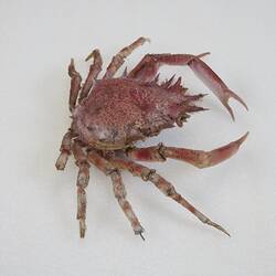 <em>Maja crispata</em>, Lesser Spider Crab. [J 44706]