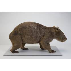 <em>Vombatus ursinus</em>, Bare-nosed Wombat. [C 28201]