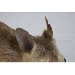<em>Perameles nasuta</em>, Southern Long-nosed Bandicoot. [C 7012]
