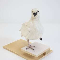 <em>Chionis minor</em>, Black-faced Sheathbill. [B 32987]