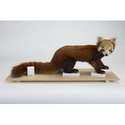 <em>Ailurus fulgens</em>, Himalayan Red Panda. [C 2568]