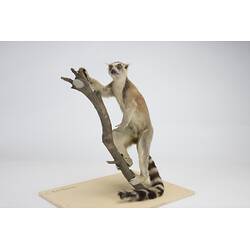 <em>Lemur catta</em>, Ring-tailed Lemur. [C 30344]
