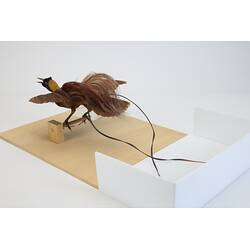 <em>Paradisaea rubra</em>, Red Bird-of-Paradise. [18860]