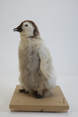 <em>Aptenodytes forsteri</em>, Emperor Penguin. [B 22524]