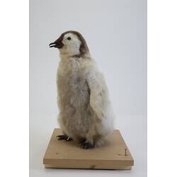 Our Wondrous Planet, Ice: Taxidermy Mount - Emperor Penguin, <em>Aptenodytes forsteri</em>