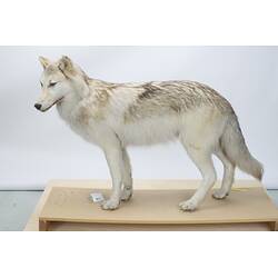 <em>Canis lupus occidentalis</em>, Mackenzie Valley Wolf. [C 23546]