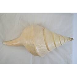 <em>Syrinx aruana</em>, Australian Trumpet Shell. [F 13079]