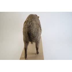 <em>Dicotyles tajacu</em>, Collared Peccary. [C 30655]
