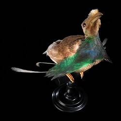 Blue and green taxidermied bird on black wooden plinth.