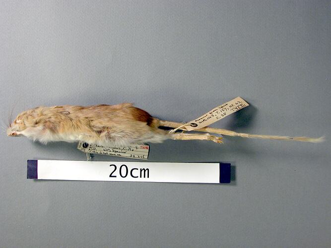Lateral view of mouse study skin with specimen labels.