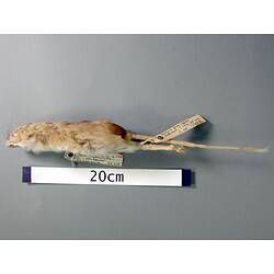 Lateral view of mouse study skin with specimen labels.