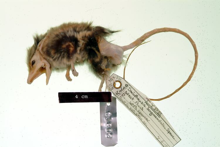 Lateral view of dunnart spirit specimen with specimen labels.