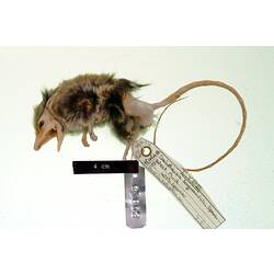 Lateral view of dunnart spirit specimen with specimen labels.
