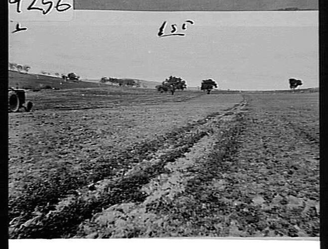 `SUNTRAC' CULTIVATING VERY HARD & DRY LAND, CARRYING A DENSE GROWTH OF GREEN CLOVER & RYE TO A HEIGHT OF 8 FT. PHOTOS TAKEN BY F. LLOYD CLARKE ON HIS FARM AT BOOROWA, N.S.W.: JULY 1950
