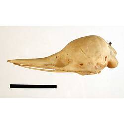 Side view of Echidna skull.