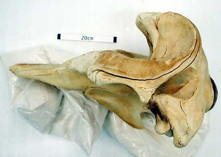 Lateral view of whale skull.