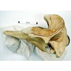 Lateral view of whale skull.
