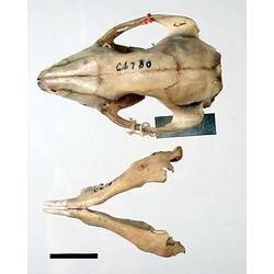 Upper and lower jaw of Rufous Bettong beside each other, outer surfaces visible.