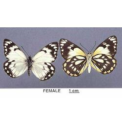 Two creamy butterfly specimens pinned with wings spread, one in dorasl, one in ventral view.