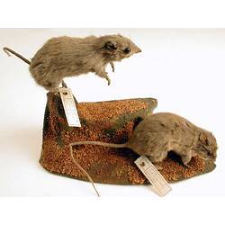 Two mounted Stick-nest Rat specimens.