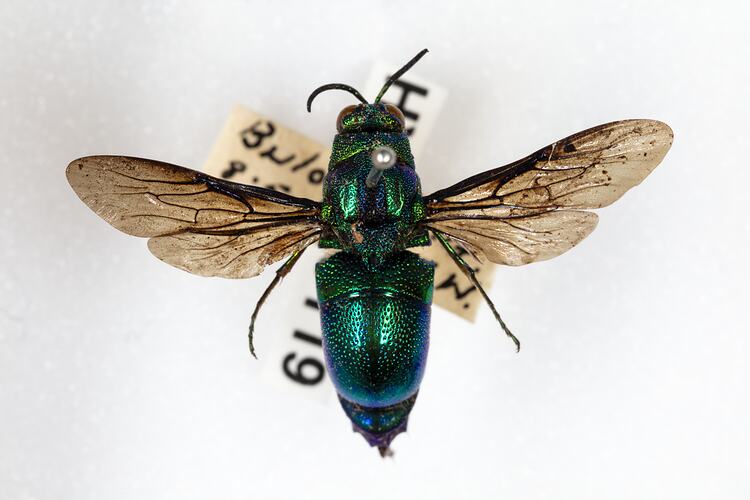 <em>Stilbum cyanurum</em>, cuckoo wasp. [HYM 98119]
