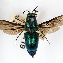 Our Wondrous Planet, Our Wild Family: Dry Specimen - Cuckoo Wasp, <em>Stilbum cyanurum</em> (Foerster, 1771)