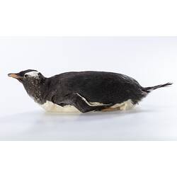 <em>Pygoscelis papua papua</em>, Gentoo Penguin. [B 21023]