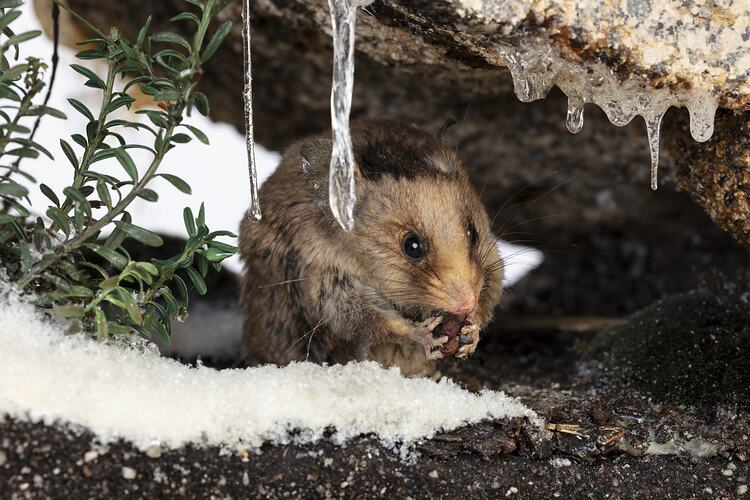 <em>Burramys parvus</em>, Mountain Pygmy Possum. [C 28482]