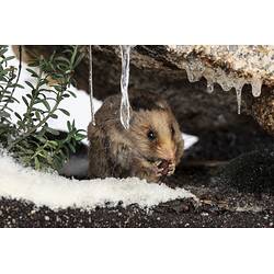 Our Wondrous Planet, Ice: Taxidermy Mount - Mountain Pygmy Possum, <em>Burramys parvus</em>