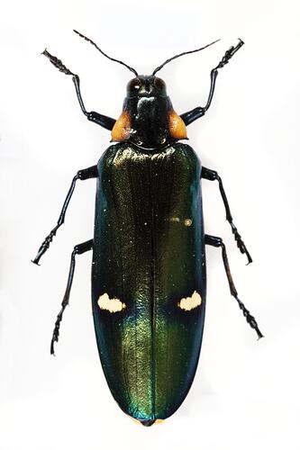 <em>Megaloxantha bicolor</em>, jewel beetle. [BUP 2319]