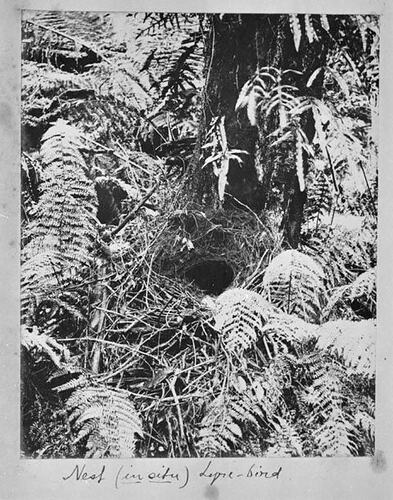 Nest (in situ) Lyre-Bird