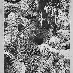 Photograph - Lyrebird Nest In-Situ, by A.J. Campbell, Victoria, circa 1895